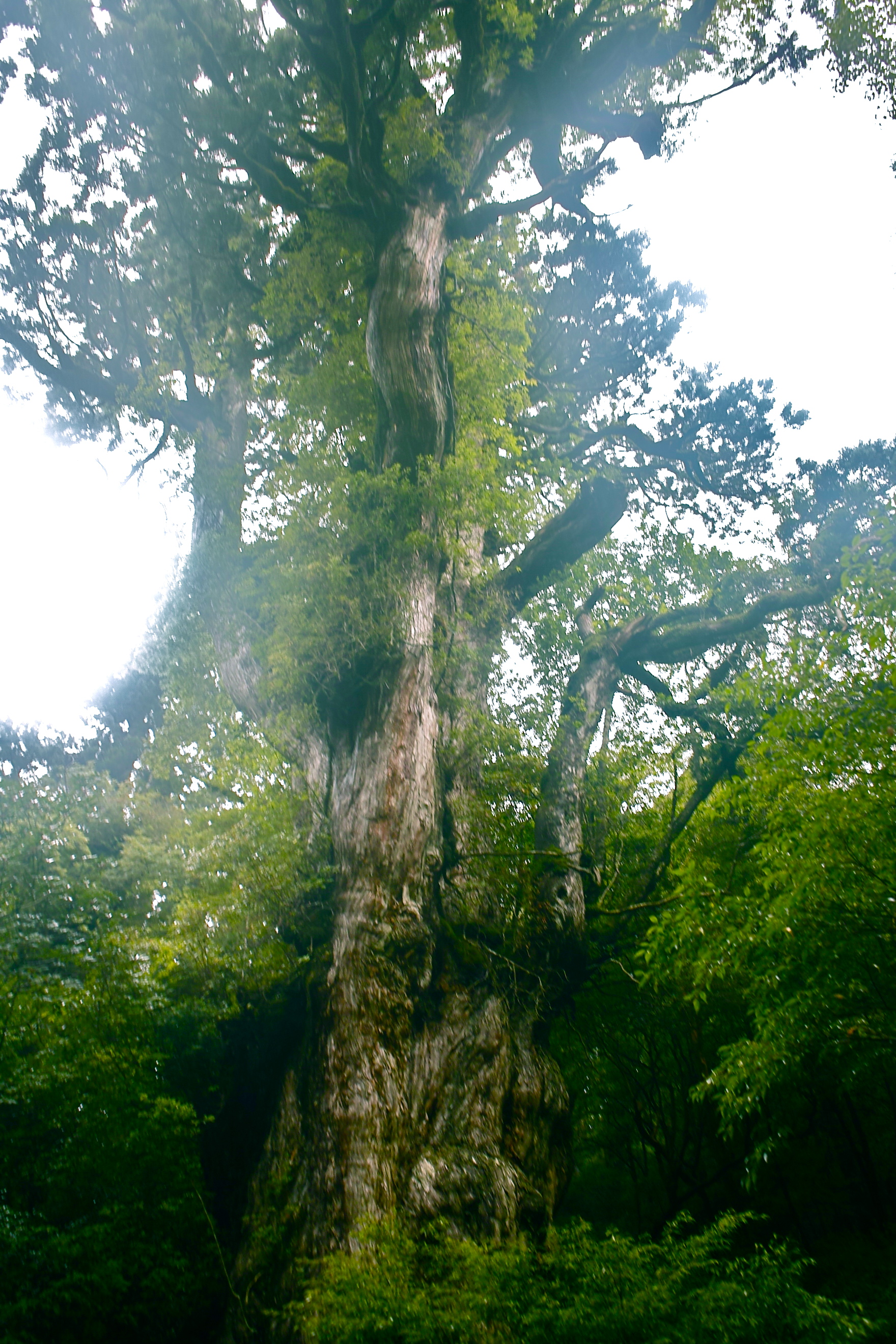 3度目の屋久島登山 白谷雲水峡と縄文杉