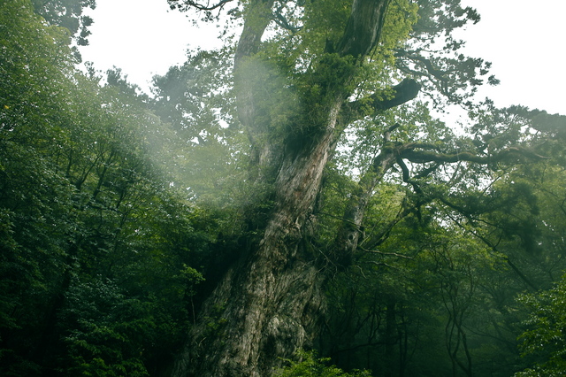 縄文杉