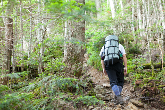 樹林帯の登り